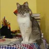Отзыв от Кира Вешнякова